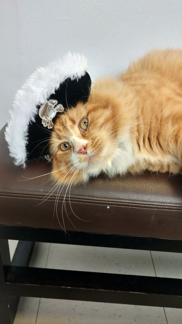 cat
