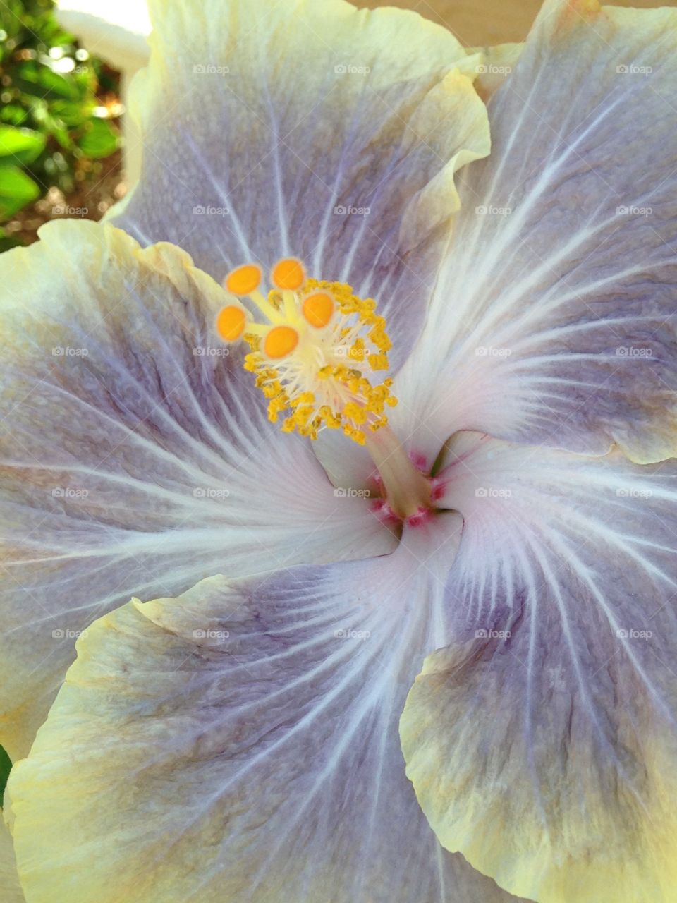 Unique hibiscus 