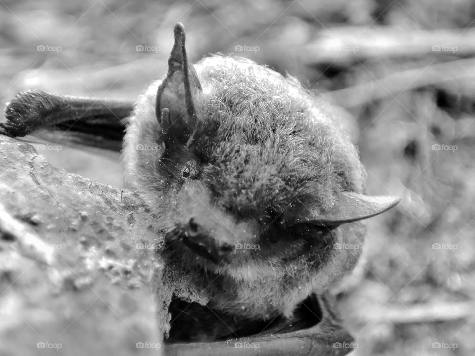 Nathusius's pipistrelle, Animal