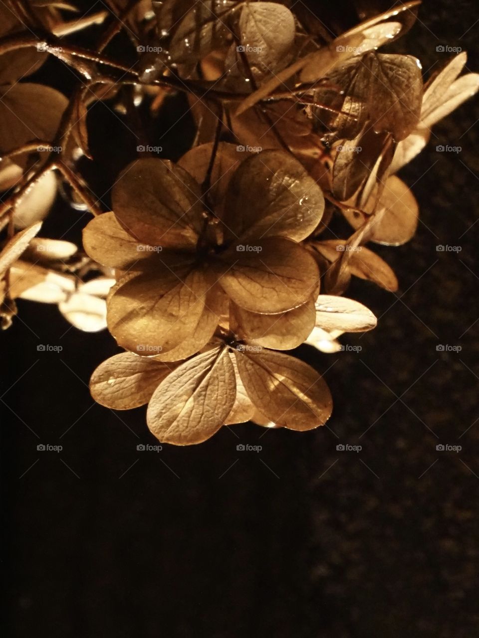 dry hydrangea in city lighting