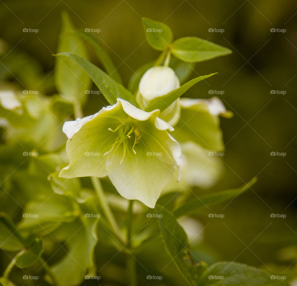 Spring flowers in London