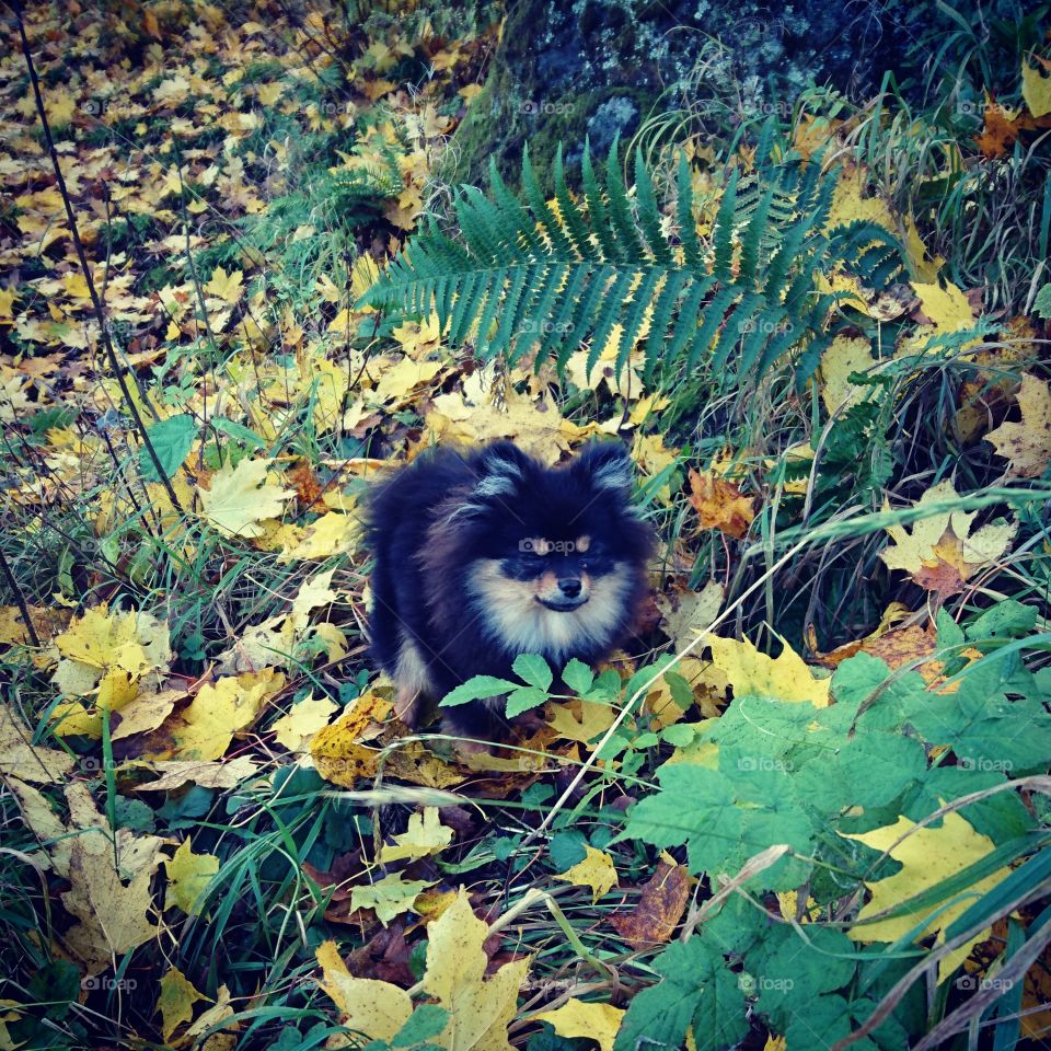 Playing in the autumnleaves