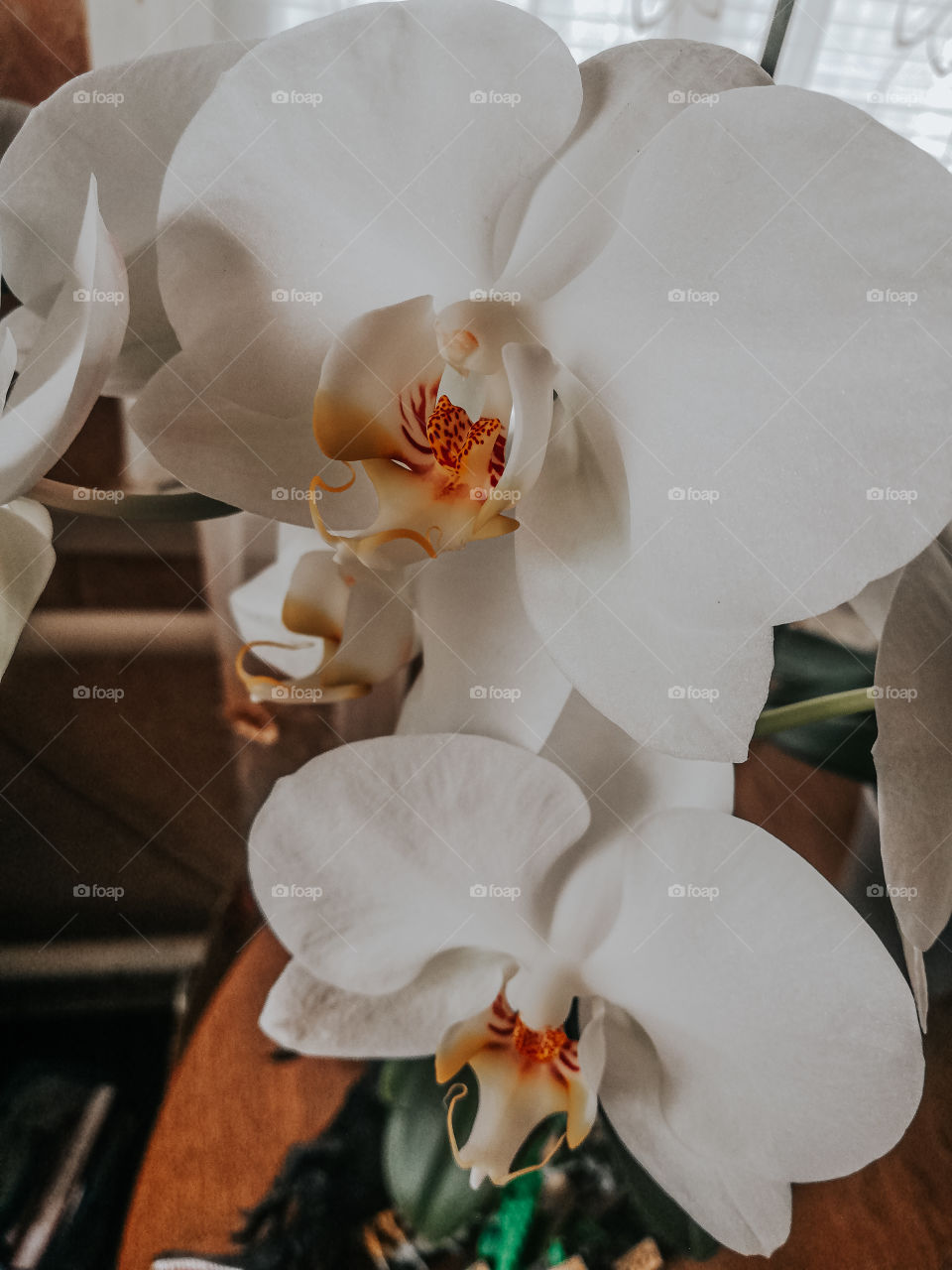 Orchid the beautiful flowers