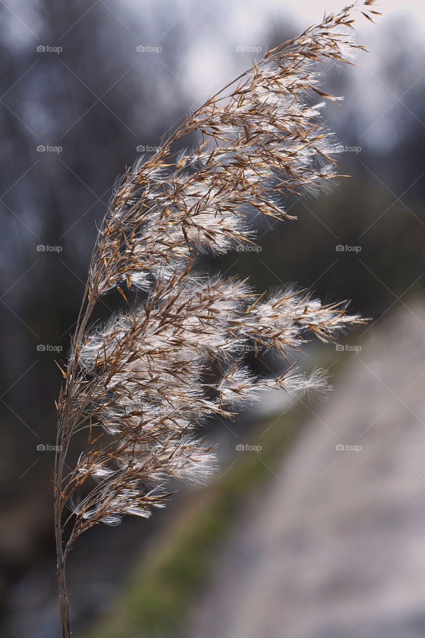 light on a branch