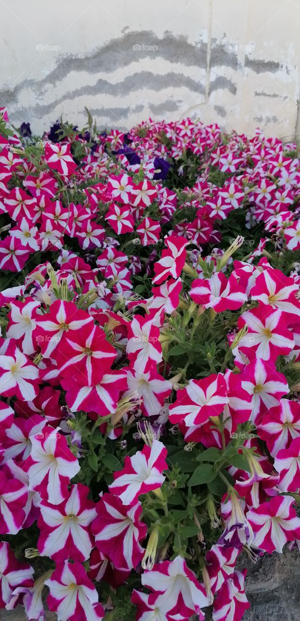 This is beautiful Omani flowers