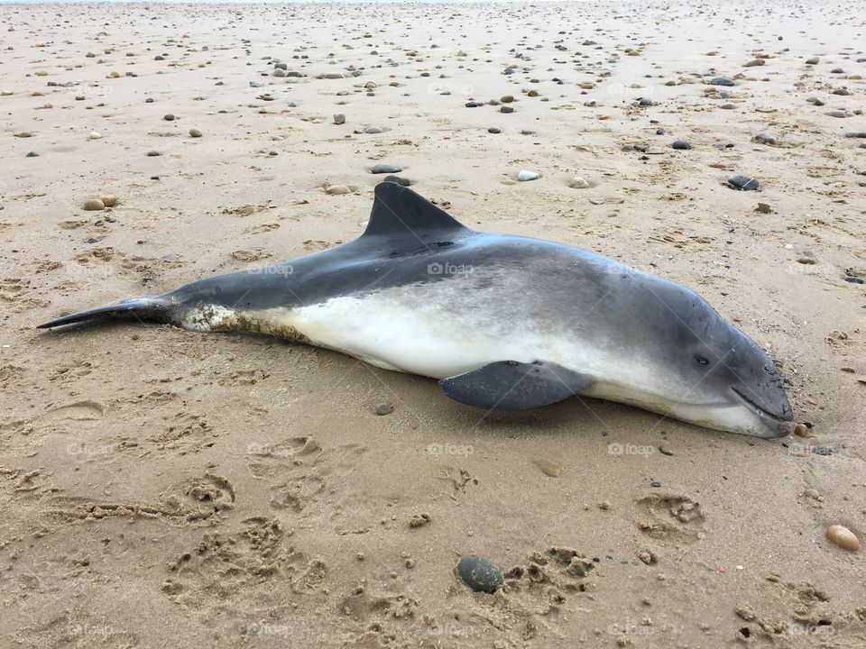  Baby dolphin sadly it had died 😥🐬