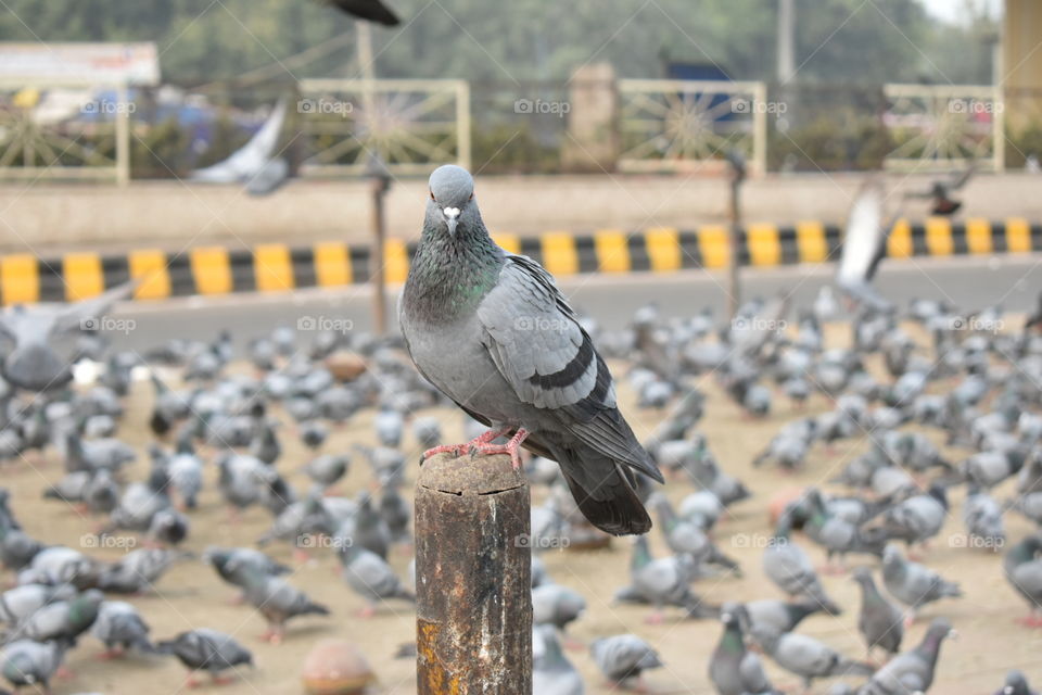 pigeon close shot