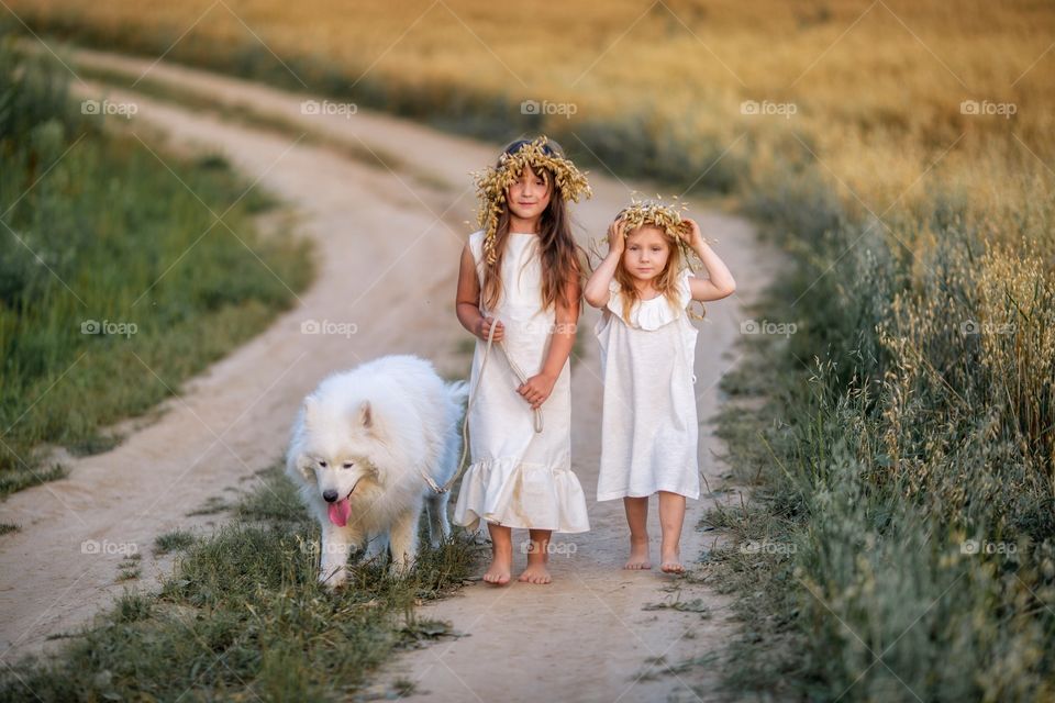 Little sisters with Samoyed dog in rye field at summer evening 