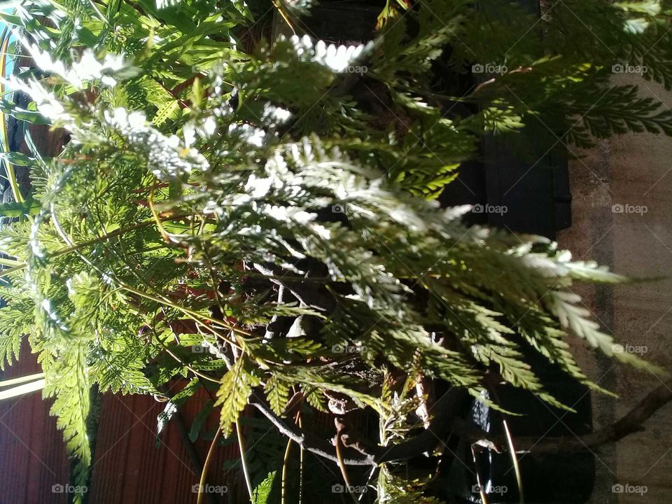 miracle of nature always in our favor