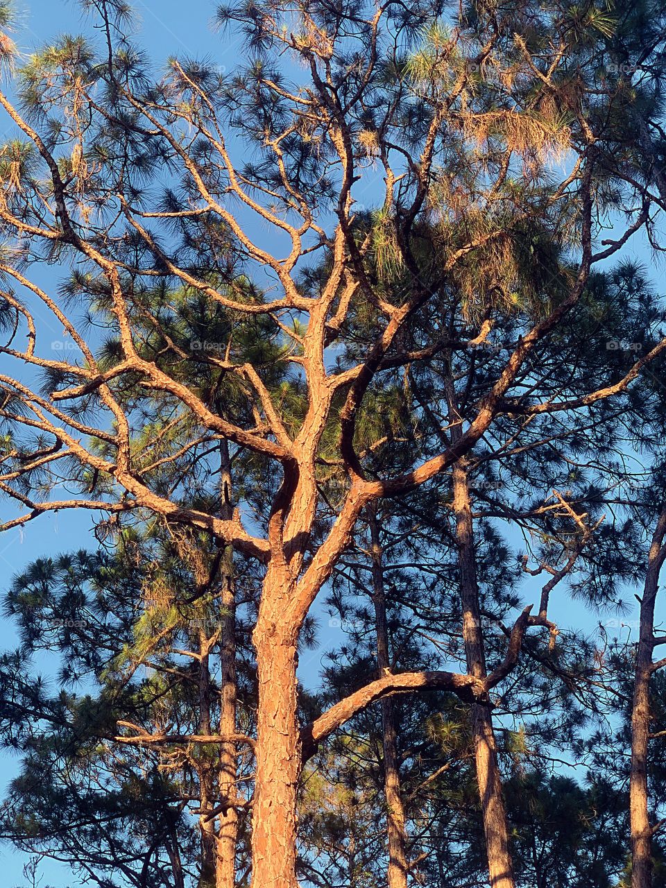 Tall Pine tree with graceful limbs reaching to the sky in the golden hour.