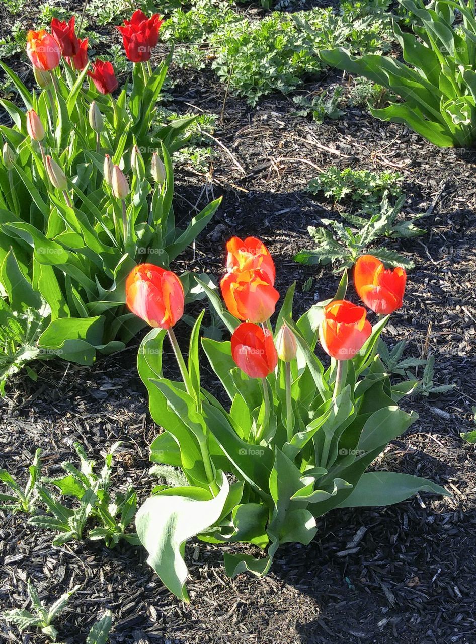 red tulips