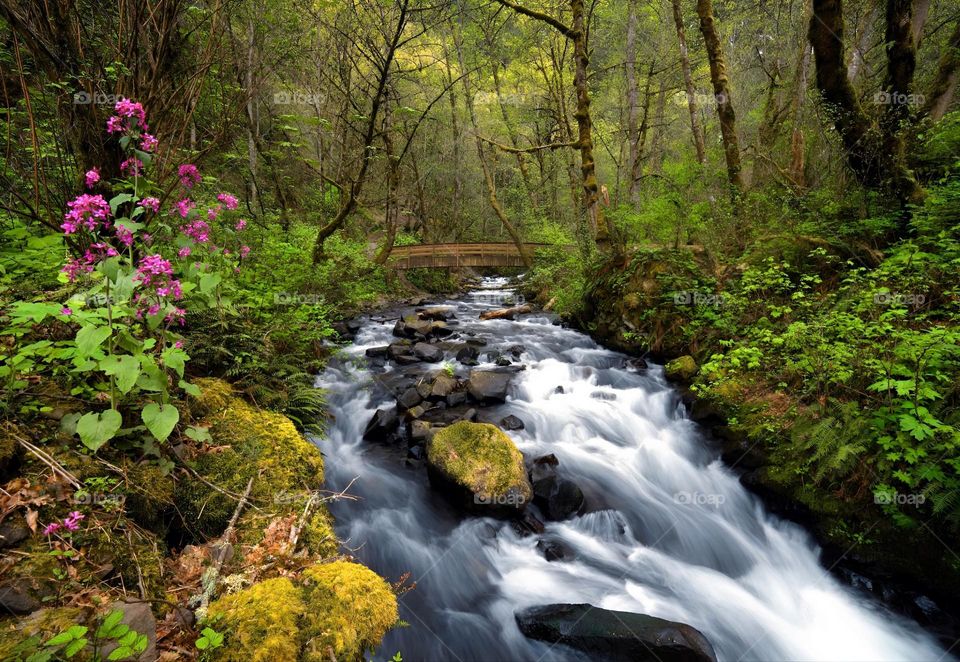 forest and river