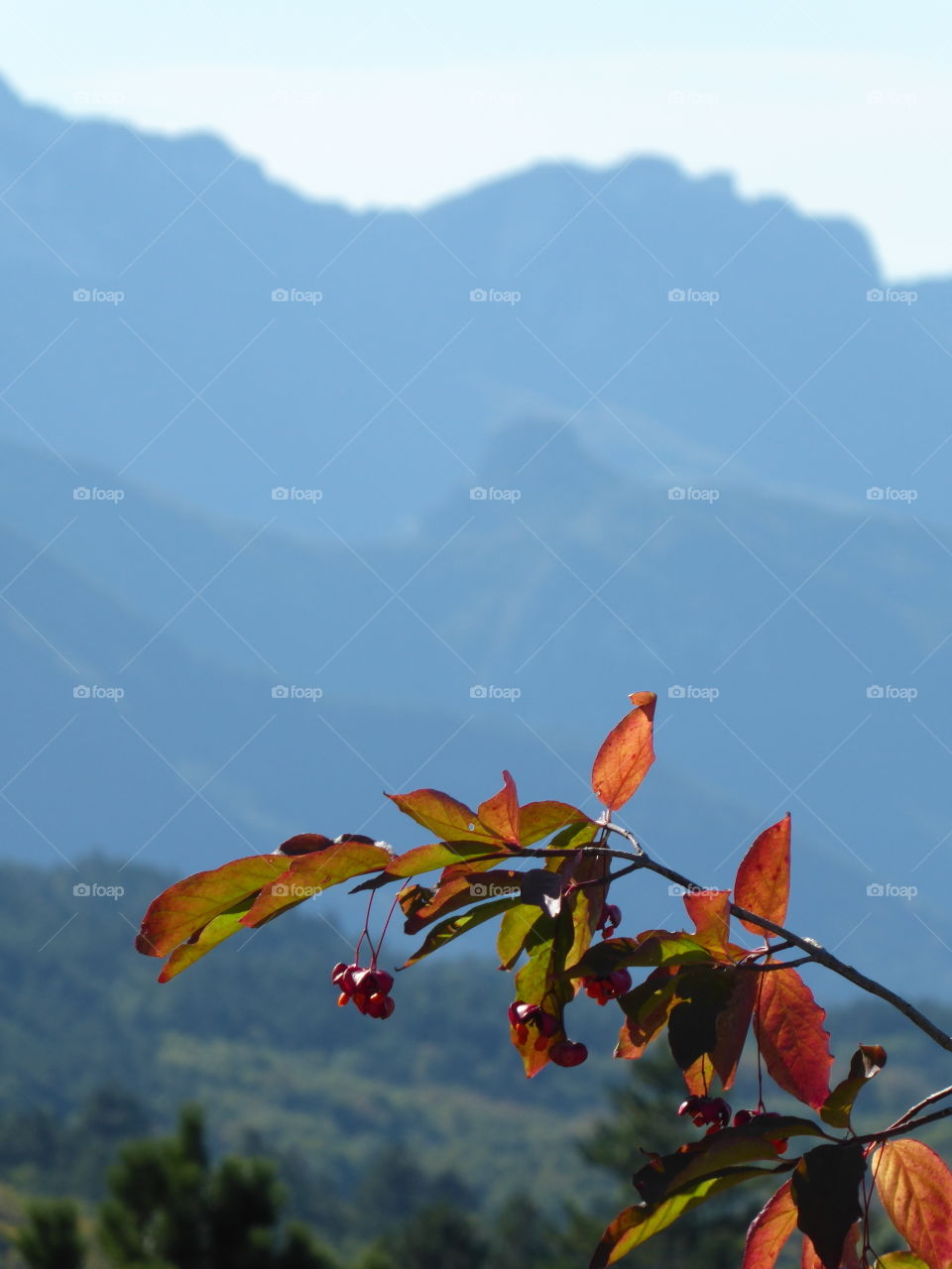 No Person, Nature, Outdoors, Sky, Leaf