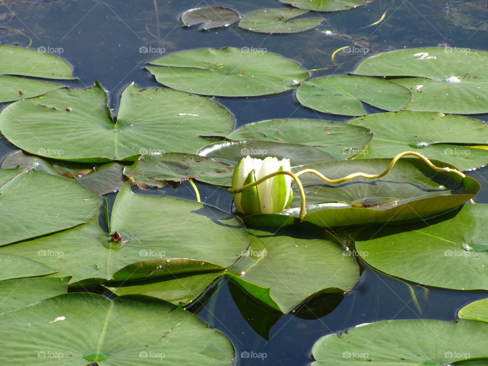 Waterlily on Woodland Lake