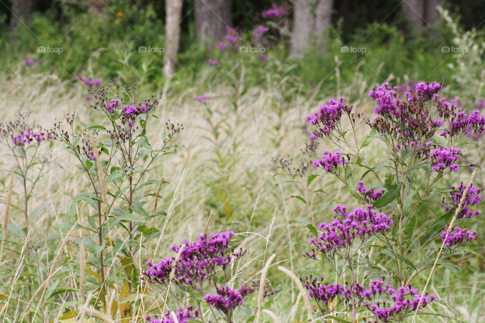 Purple plant woods green pretty blooming Blossom