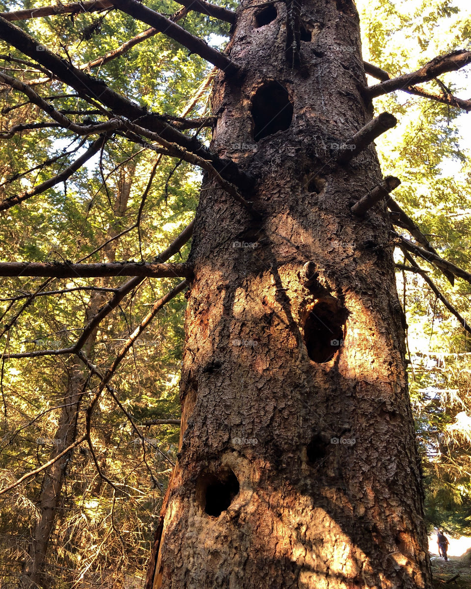 Trees have an important function - living space for animals