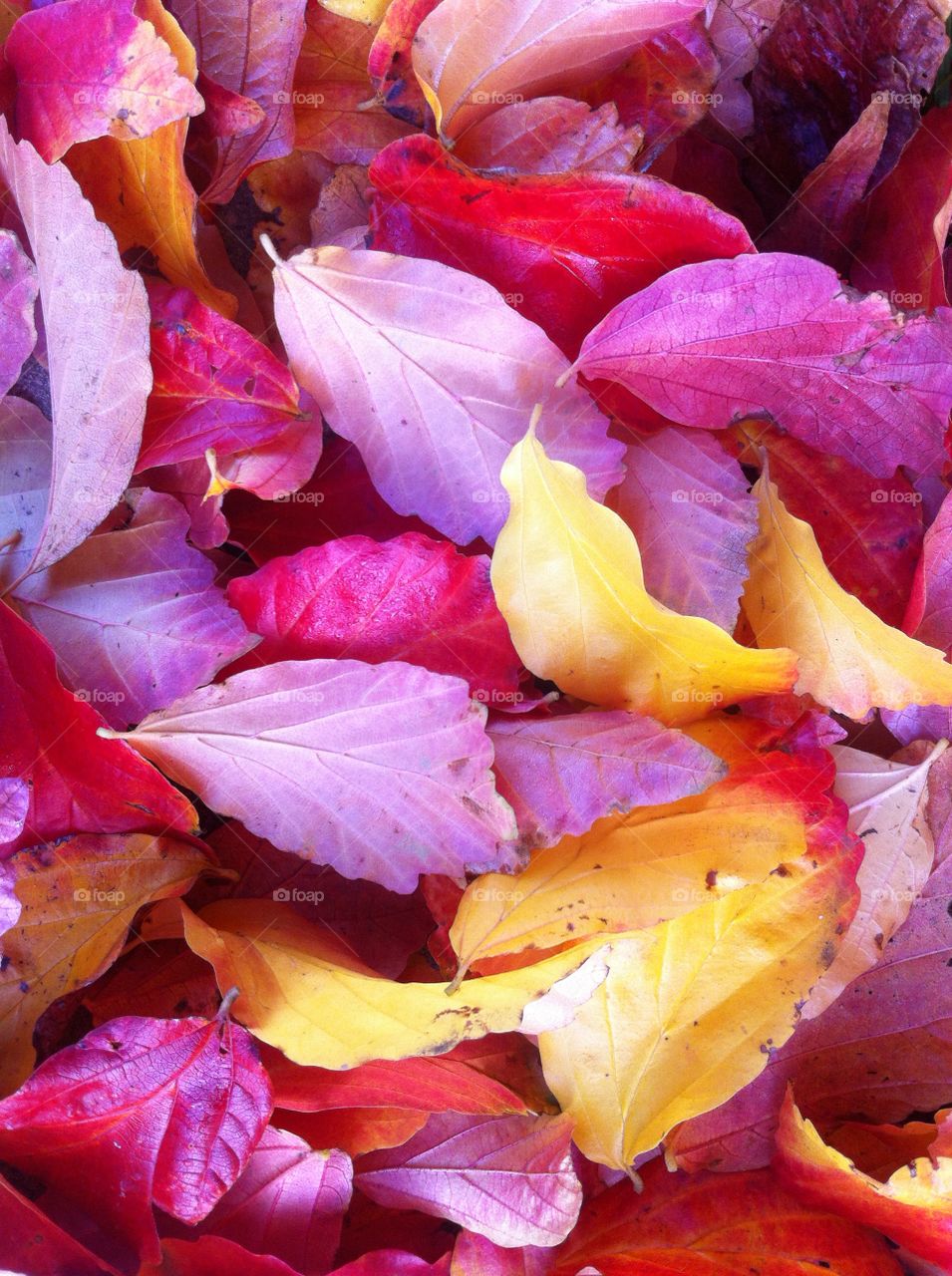 Full frame of autumn leaves