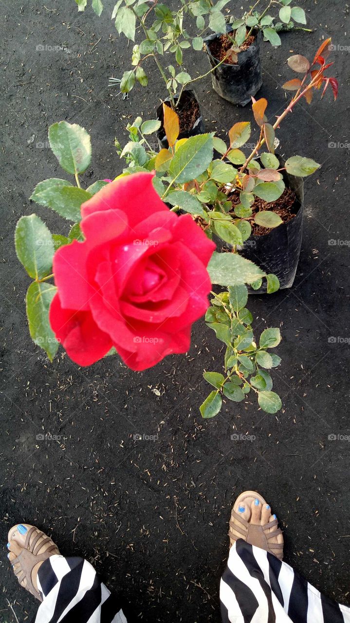 Rose
