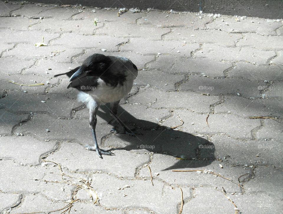 Bird, No Person, Nature, Wildlife, Winter