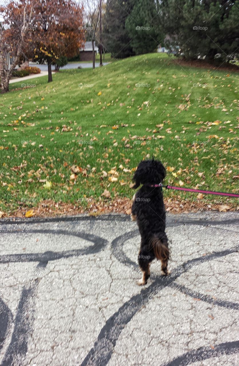 Cute Dog Standing on Hind Legs