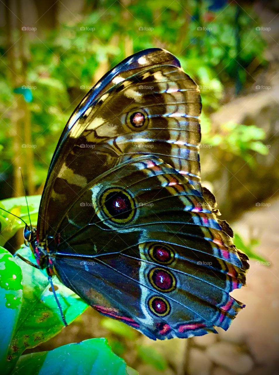 butterfly with beautiful eye wings