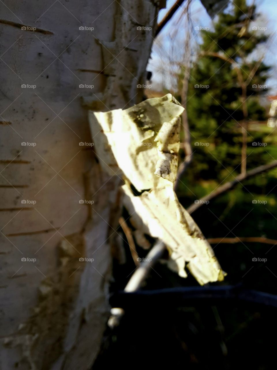 winter garden - flaking birch bark illuminated by afternoon sun