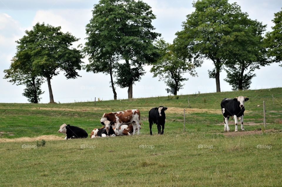 Cows on the meadow