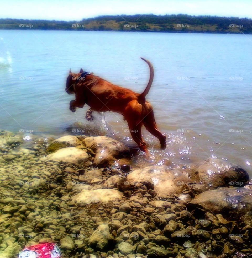 Brutus on the Lake