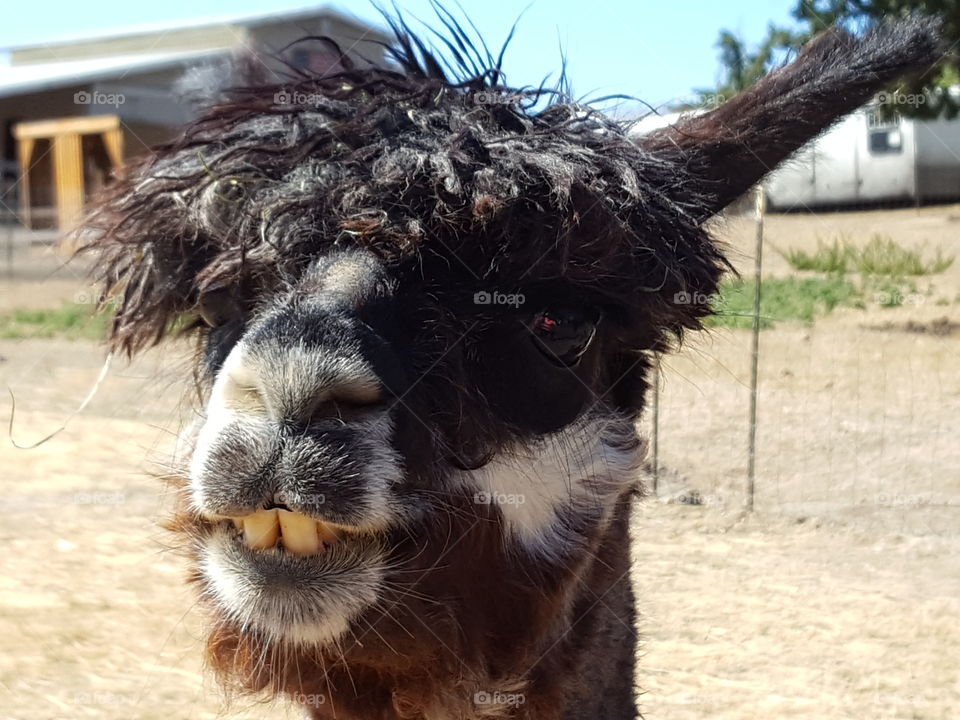 Close-up of black alpaca