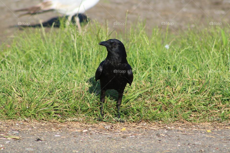 Bird, Wildlife, Grass, Nature, Animal