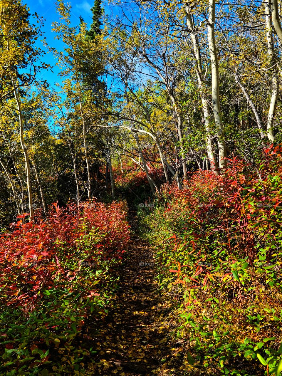 Colorful leaves along the hiking path in the forest