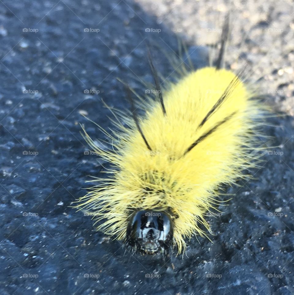 Up close and personal photo of a bright yellow catapillar venturing its way out of the sun