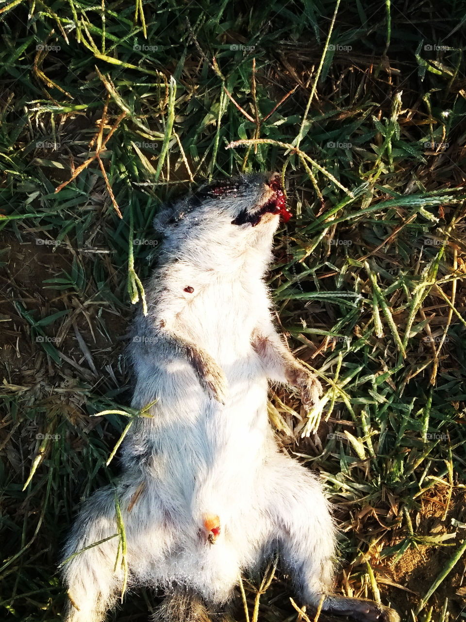 dead squirrel