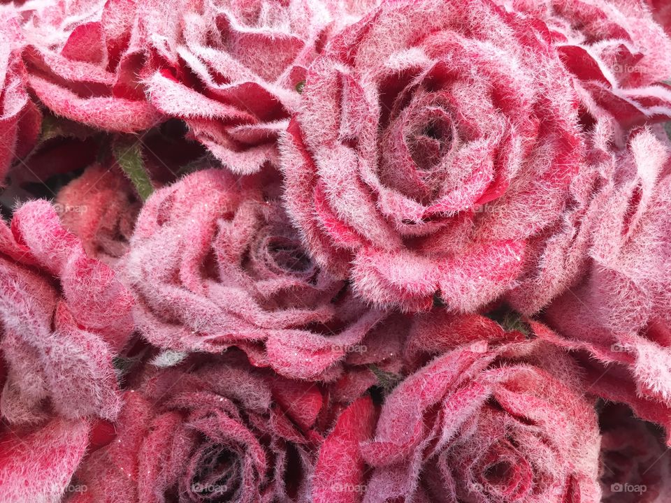 Frosty roses