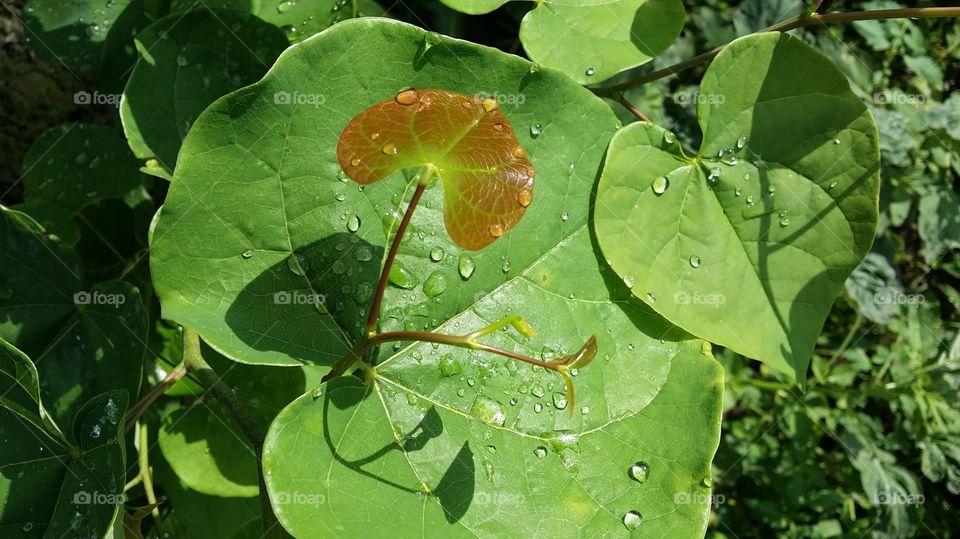 Rosebud leaves water droplets Gold Leaf stunning gorgeous beautiful after the rain