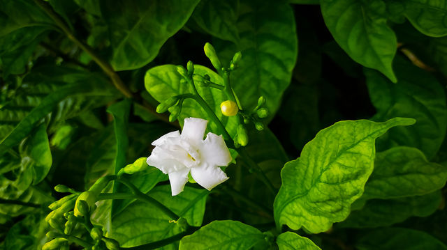 Tabernaemontana flower in my garden