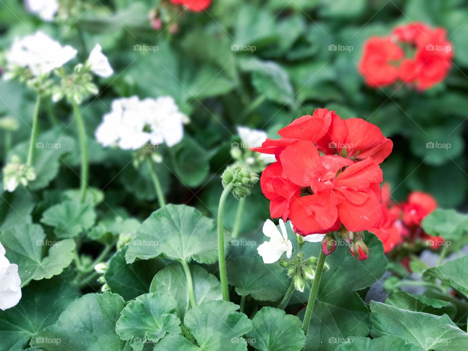 pelargonium