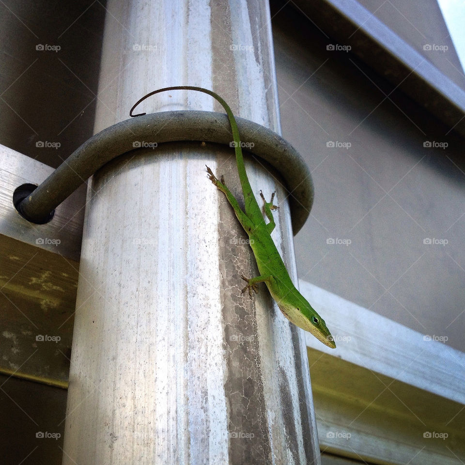 green lizard reptile creature by amymcclurephoto