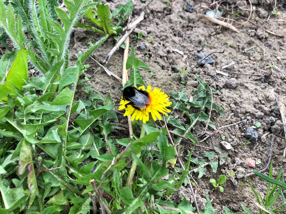 bumblebee on dandelion