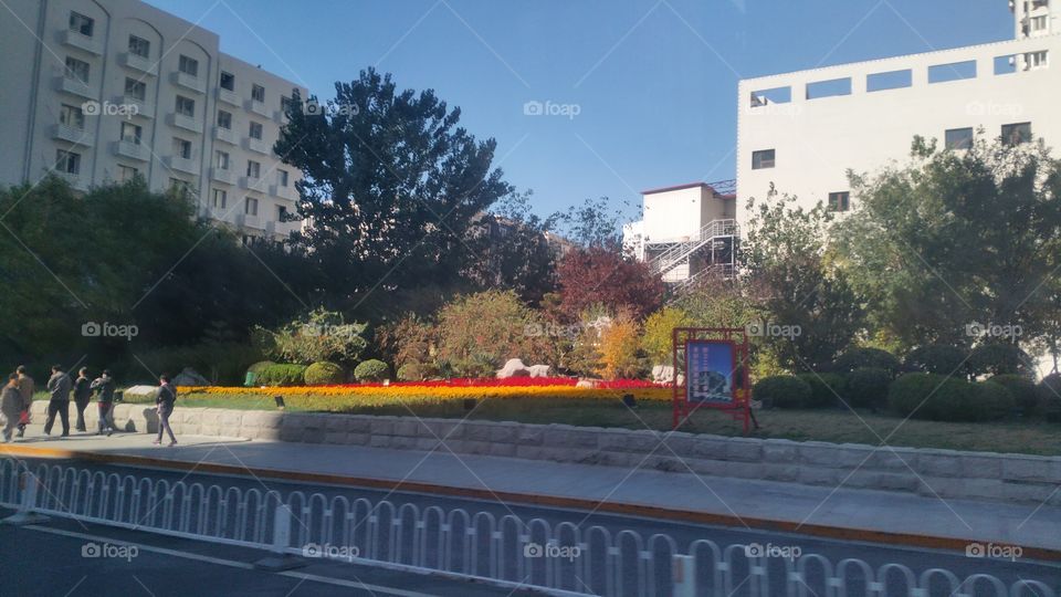 Natural design for a city