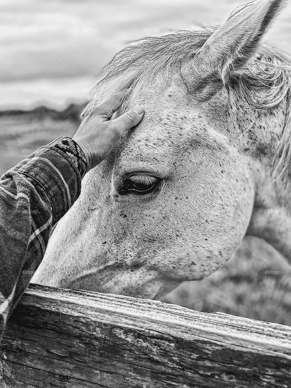 Woman’s hand reaches out to touch horse, petting horses early in the morning, woman bonds with horse, woman’s hand petting horse, humans comforting animals, farm animals with humans 