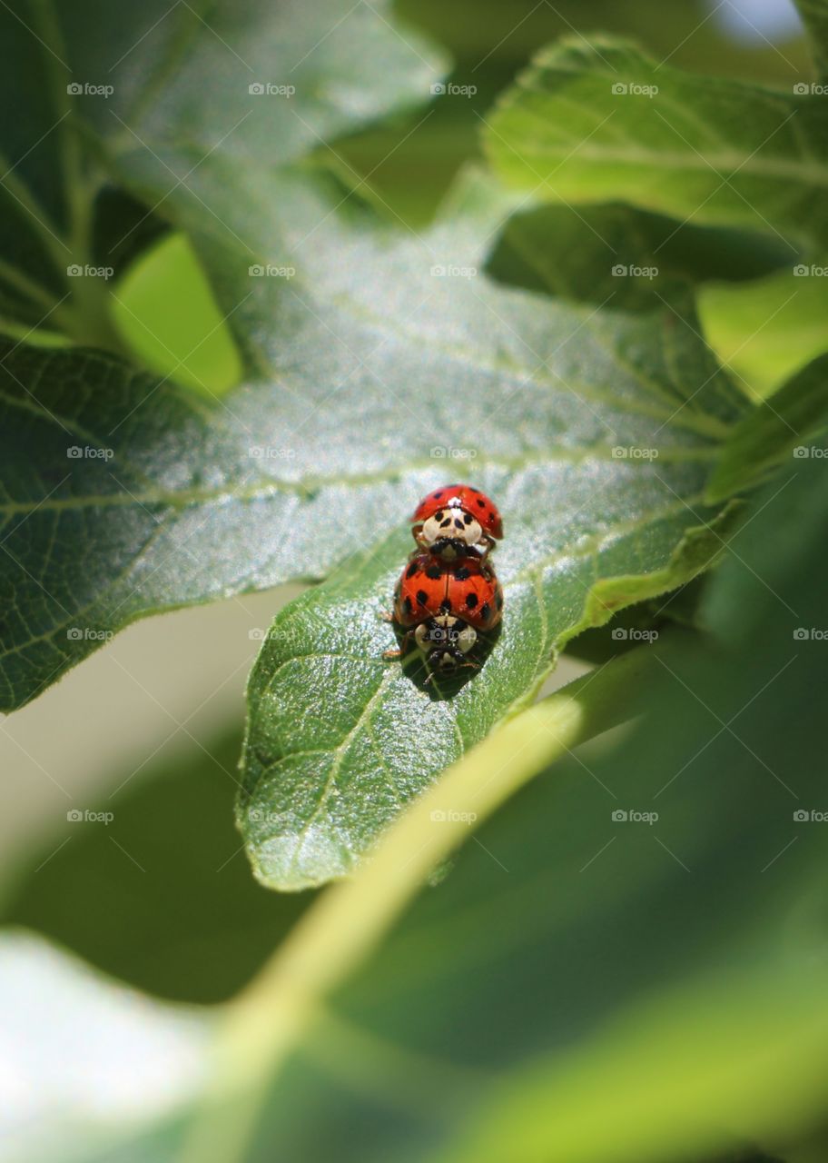Two ladybirds enjoying a fig leaf in Spring