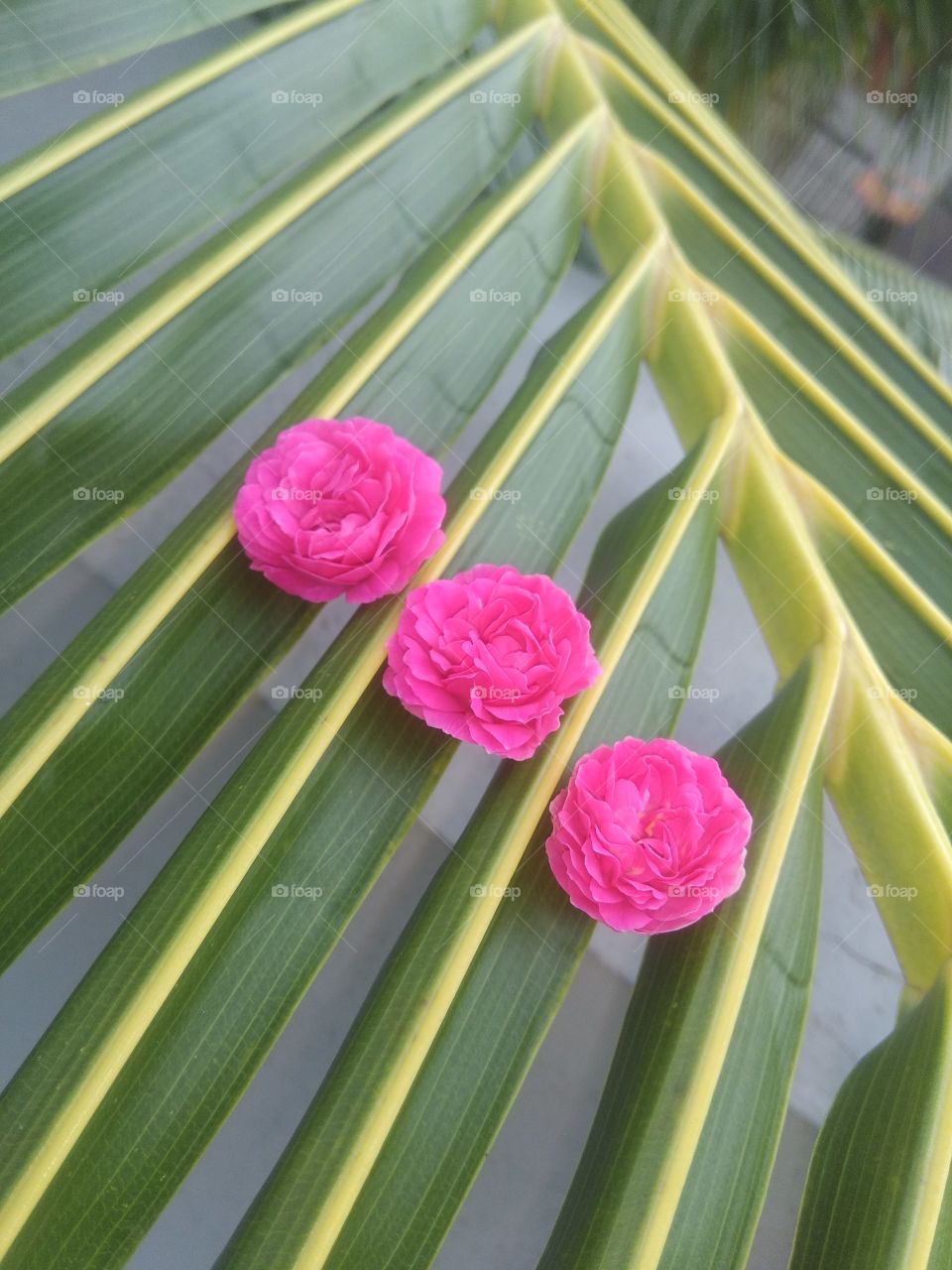 Three happy small roses on the branch of coconut tree!!