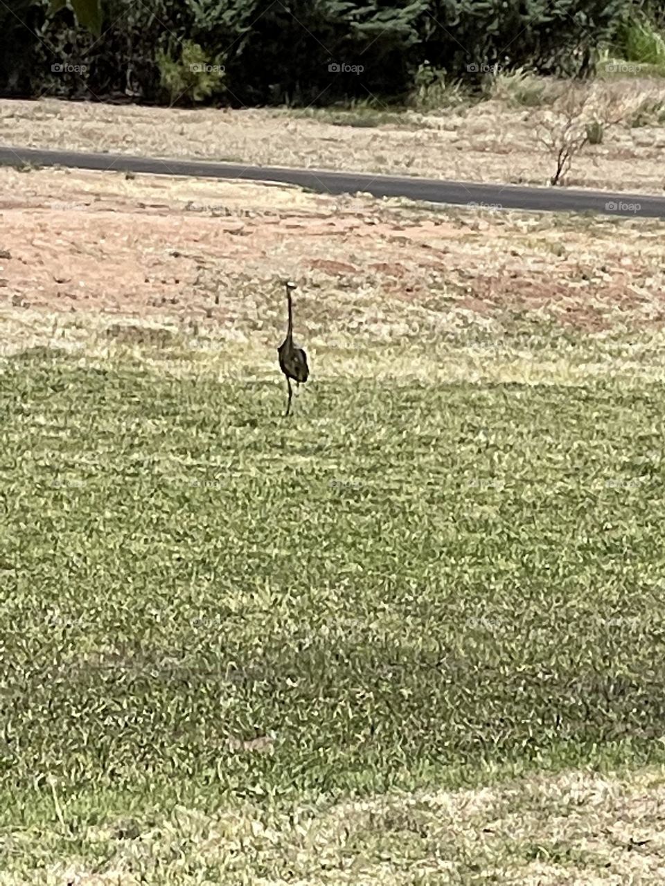 Elegance of blue heron!!!