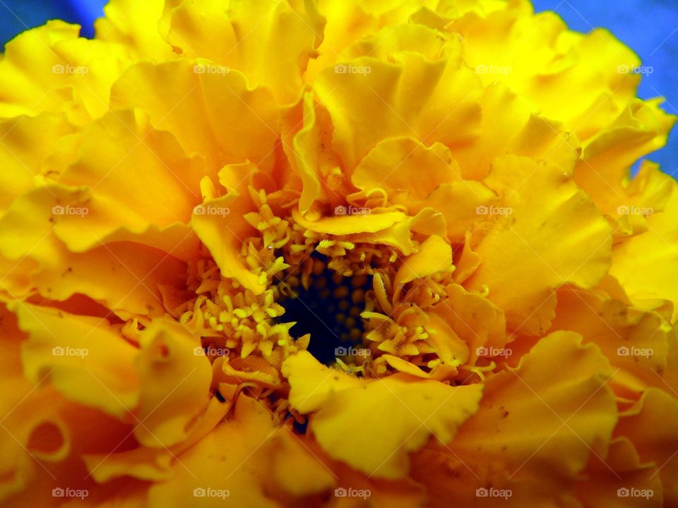 Yellow Marigold