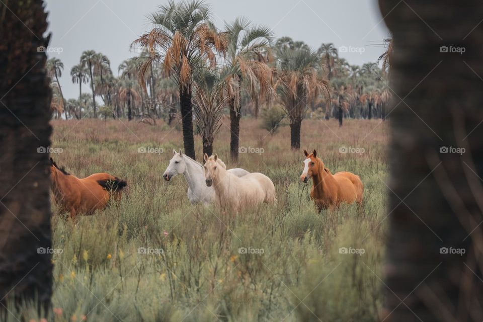 Wild horses