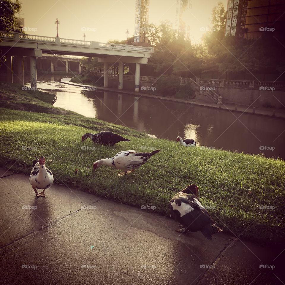 Ducks on the bayou