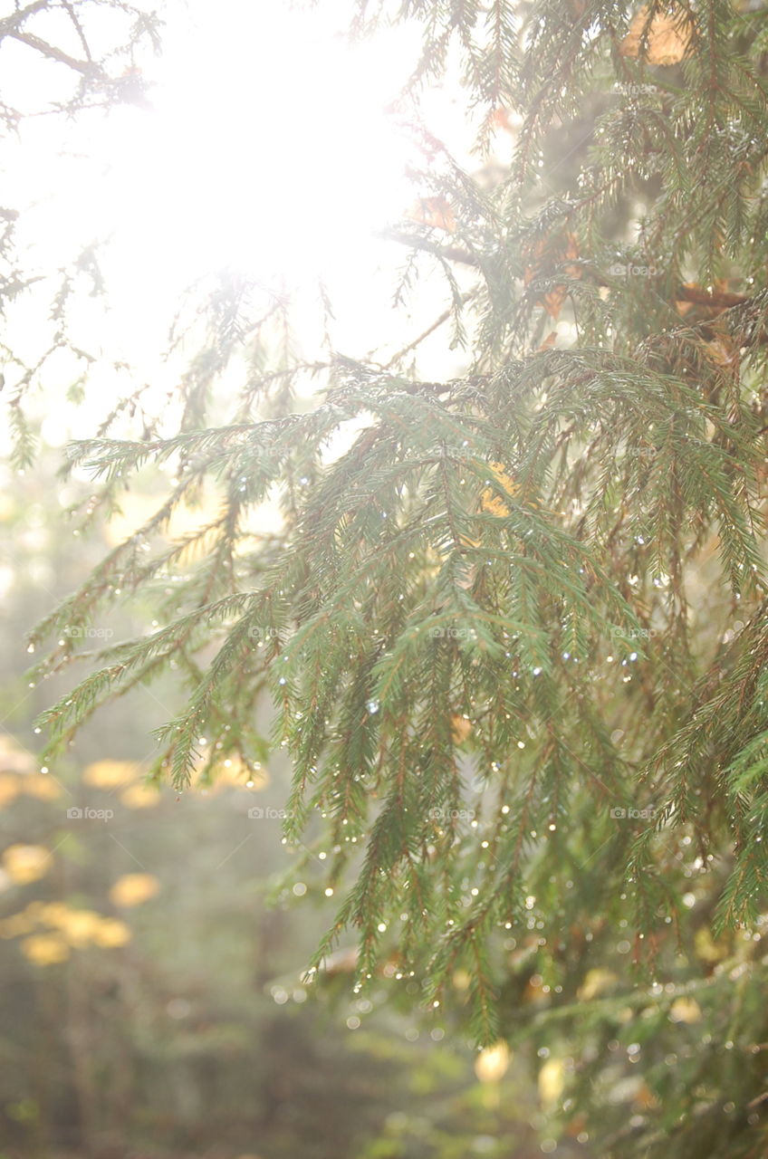 Close up of a tree in the forest