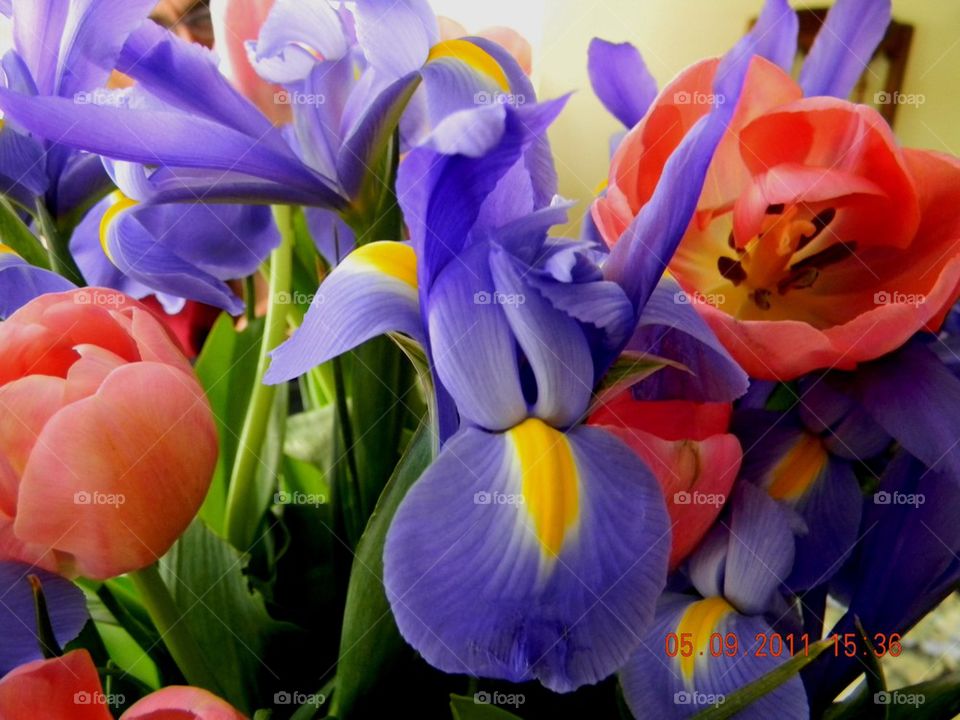 Blue beauty. This beautiful flowers were given to me by my loving son