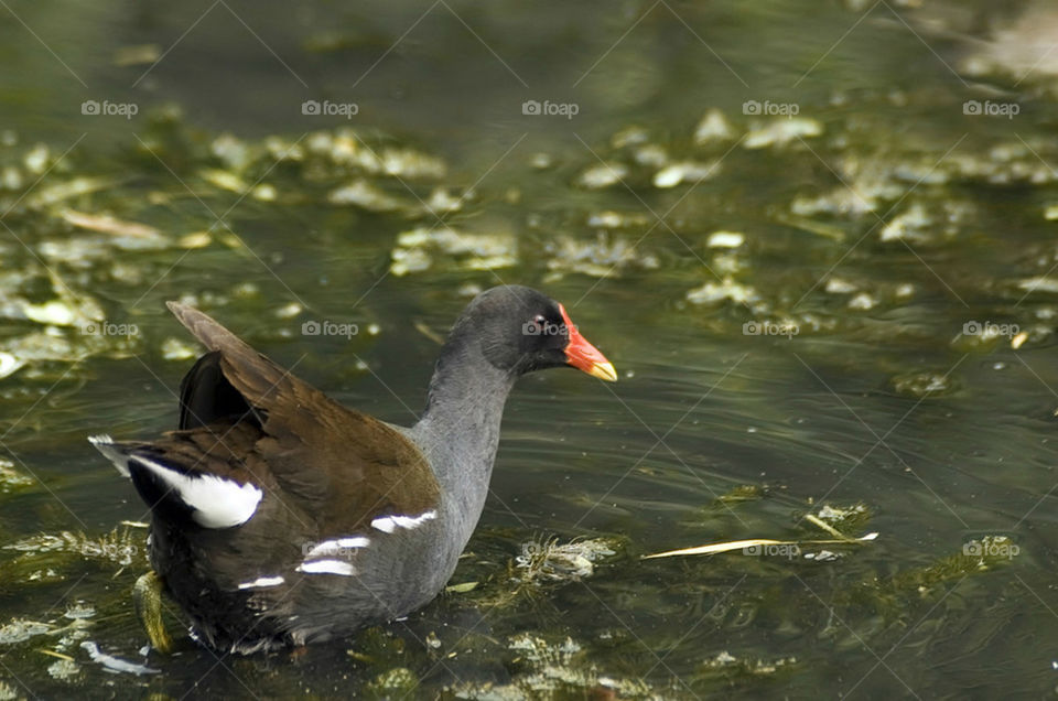 Rallidae